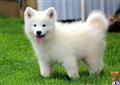 Samoyed