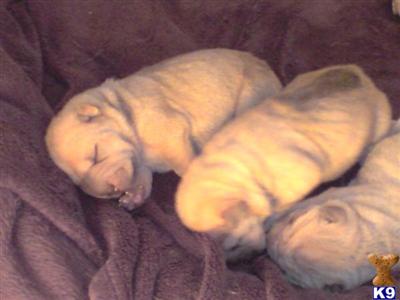 Chinese Shar-Pei Puppies for Sale