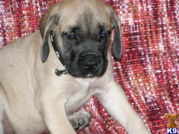 Mastiff Puppies