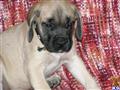 Mastiff