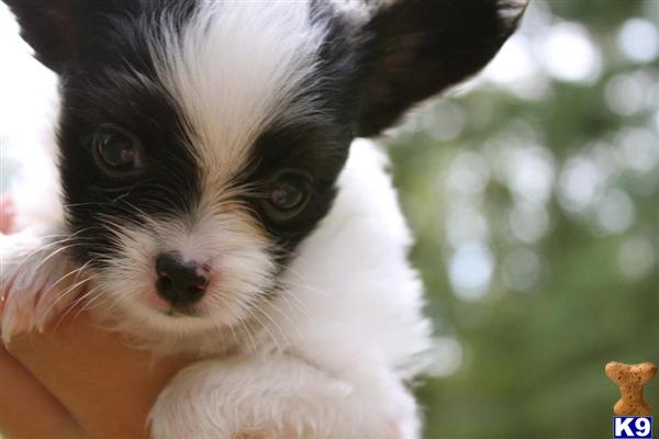 Puppies in NH