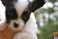 Papillon