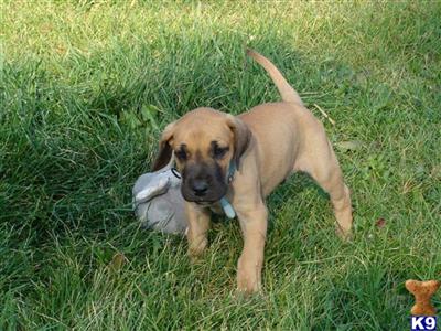 Puppies in MT