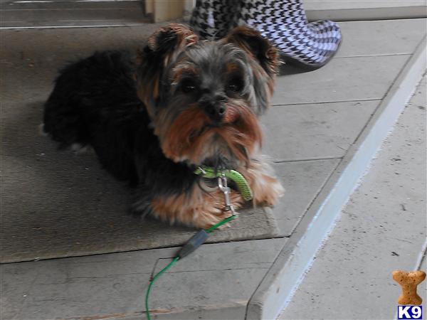 Stud Dogs - Yorkshire Terrier
