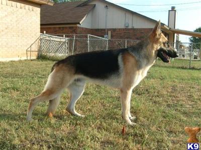Stud Dogs - German Shepherd