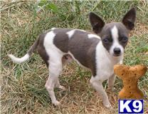 Stud Dogs - Chihuahua