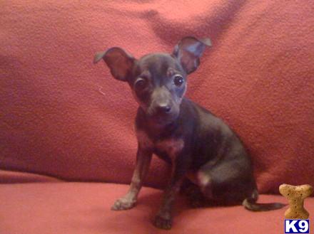 Dogs for Sale in KY