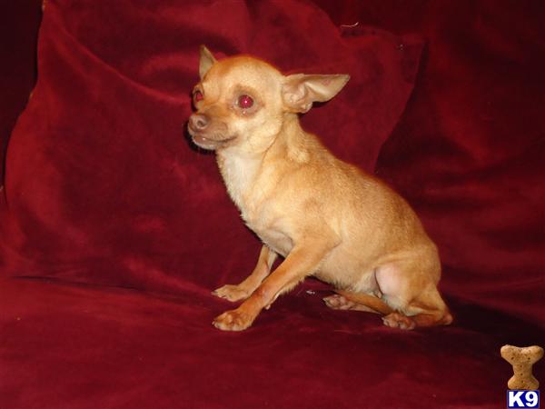 Dogs for Sale in KY