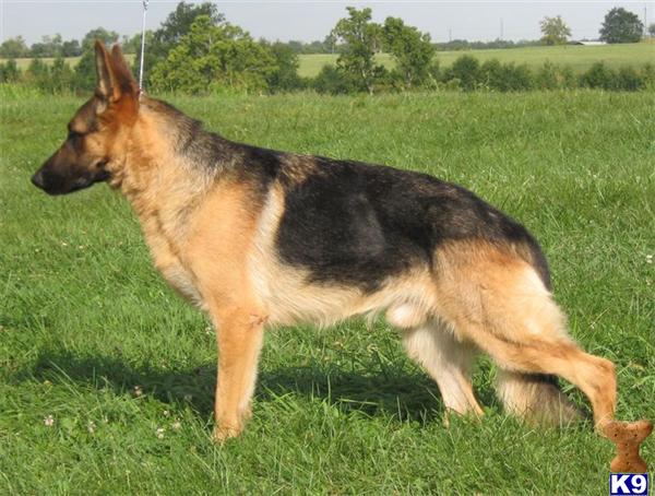 Dogs for Sale in KY