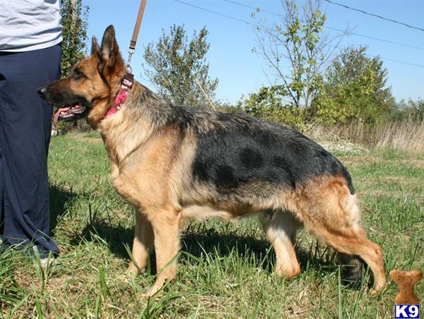 Dogs for Sale in KY