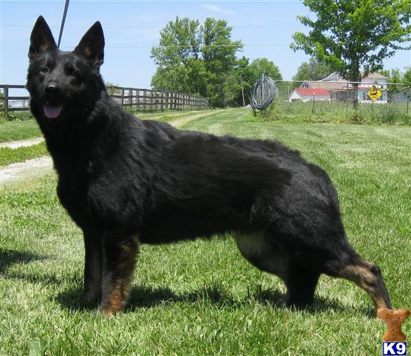 German Shepherd Puppies in KY