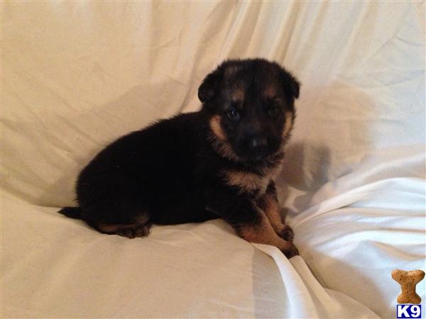 German Shepherd Puppies in KY
