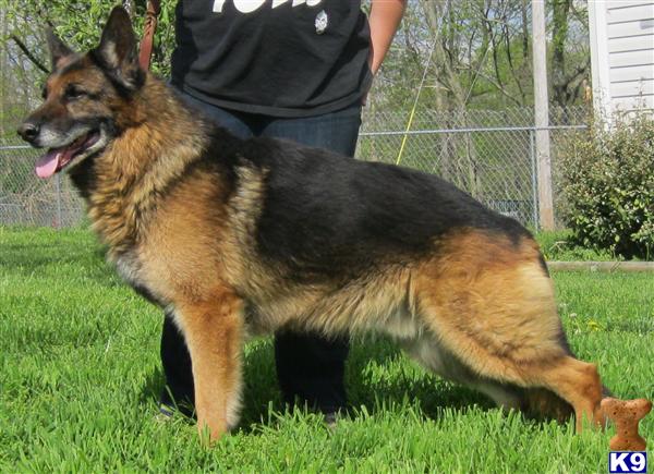 Stud Dogs - German Shepherd