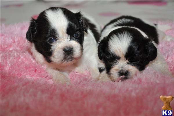 Puppies For Sale In Wv Cheap