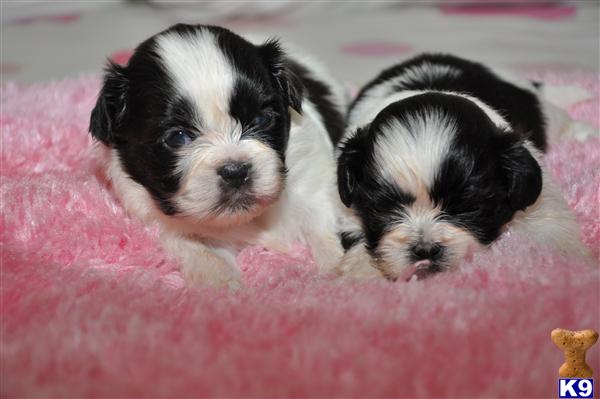 Teacup+shih+tzu+puppies+for+sale+in+virginia