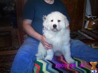 Great Pyrenees Puppies