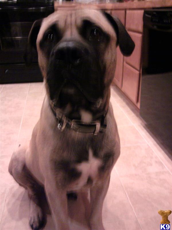 Stud Dogs - Bullmastiff