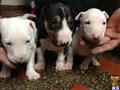 Bull Terrier