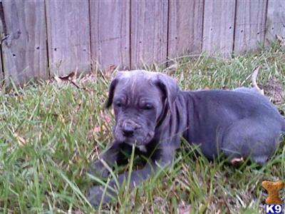Neapolitan Mastiff Puppies for Sale