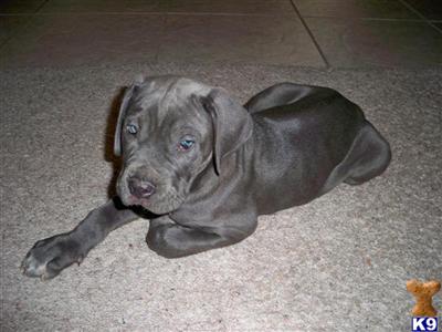 Neapolitan Mastiff Puppies for Sale