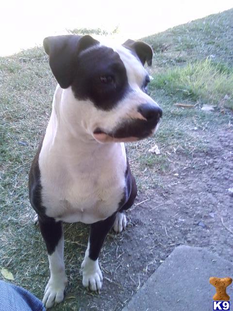 Dogs for Sale in CA