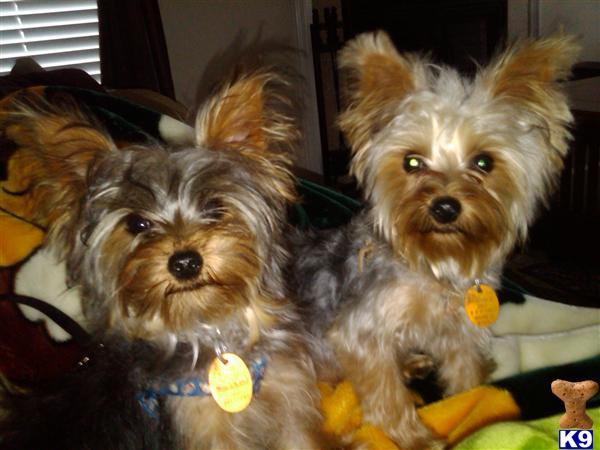 Stud Dogs in SC