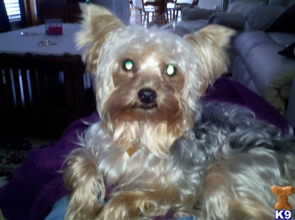 Dogs for Sale in SC