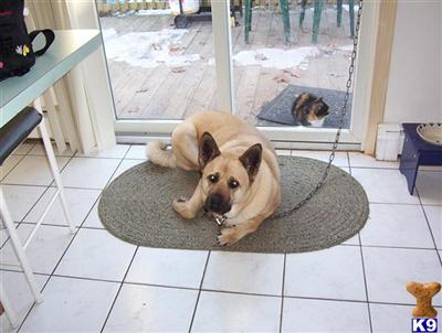 Rescue Dogs