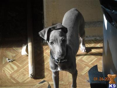 Stud Dogs - Italian Greyhound