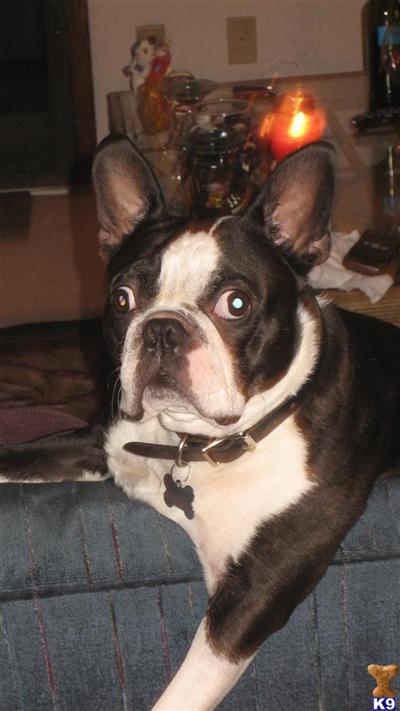 Stud Dogs - Boston Terrier