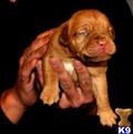 Dogue De Bordeaux