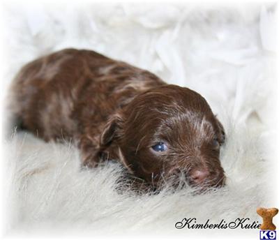 Shih Tzu Puppies in TX
