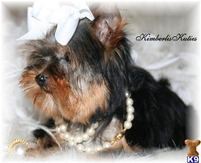 Yorkshire Terrier Puppies in TX