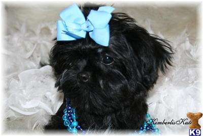 Yorkshire Terrier Puppies in TX