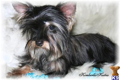 Yorkshire Terrier Puppies in TX