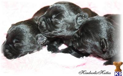 Puppies for Sale