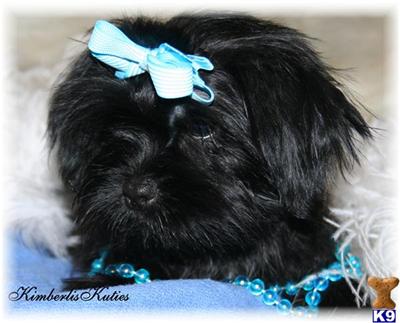 Yorkshire Terrier Puppies in TX