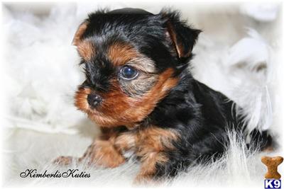 Yorkshire Terrier Puppies in TX