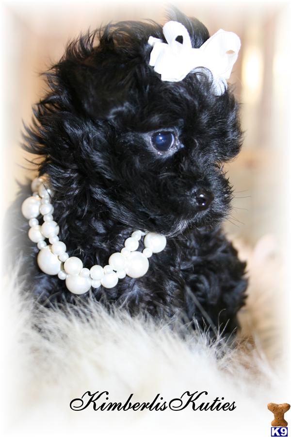 Mixed Breed Puppies in TX