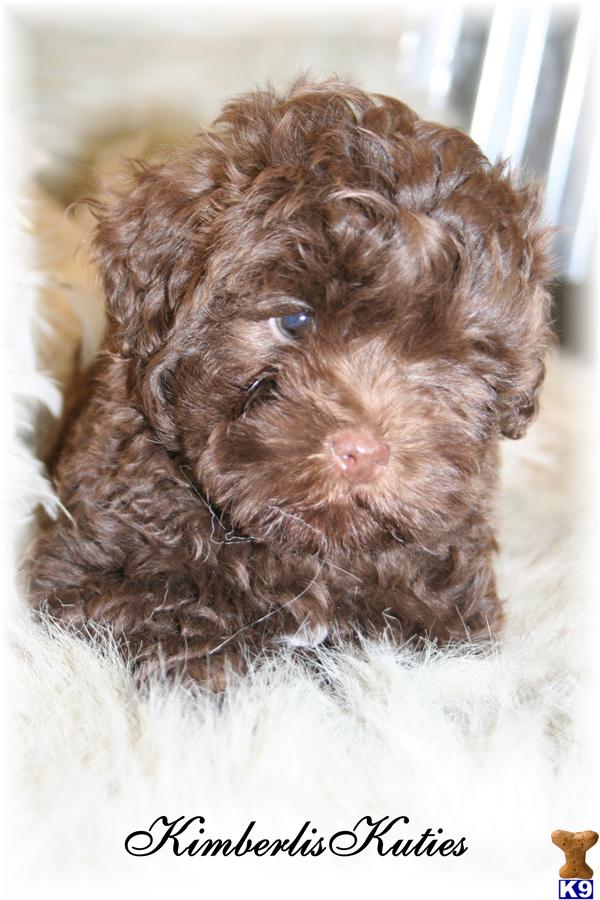 Mixed Breed Puppies in TX