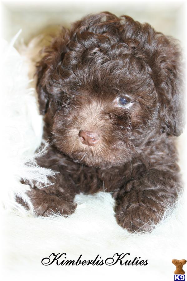 Mixed Breed Puppies in TX
