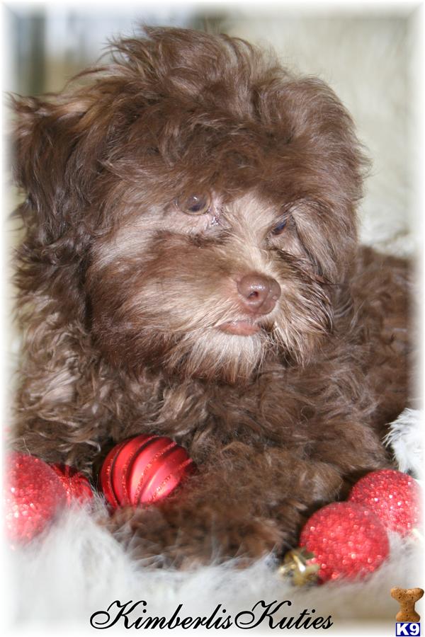 Mixed Breed Puppies in TX
