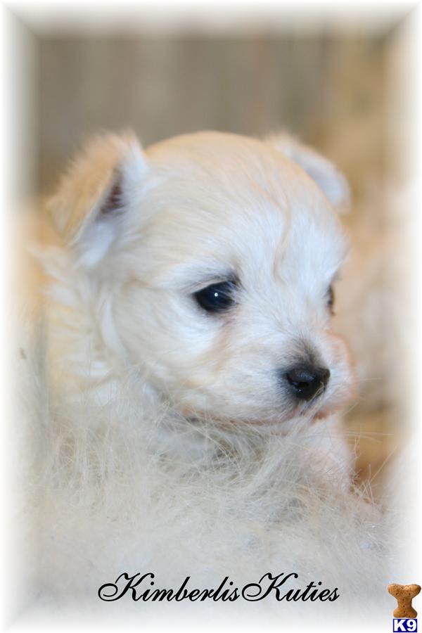 Mixed Breed Puppies in TX