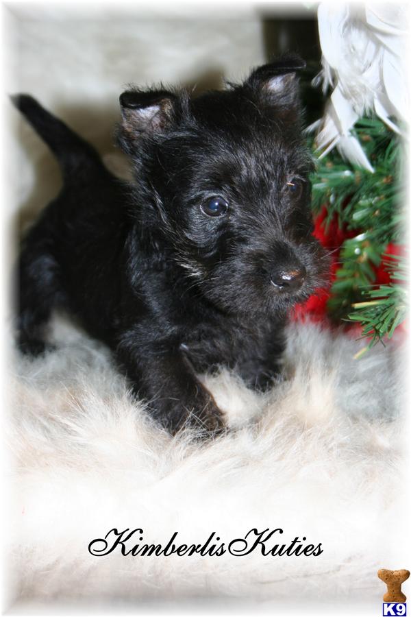Scottish Terrier Puppies