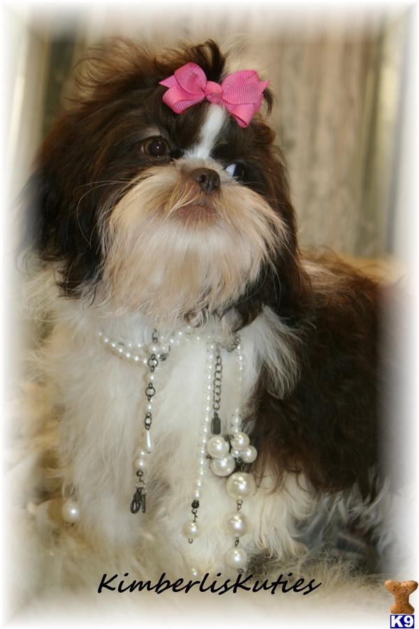 shih tzu puppies tx 500 server error shih tzu puppies tx 500 server error