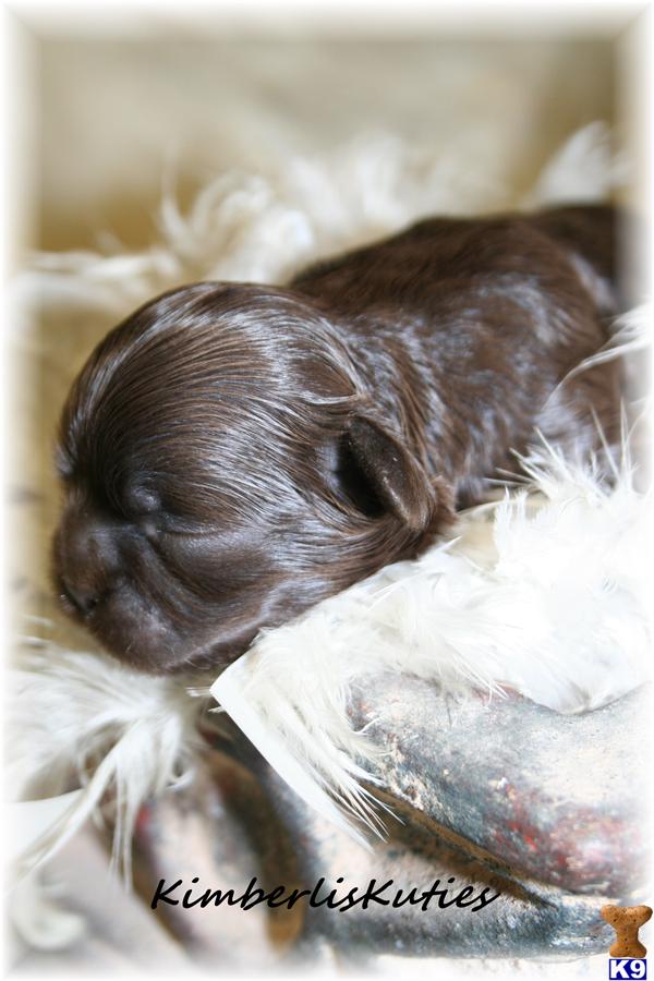 Shih Tzu Puppies in TX