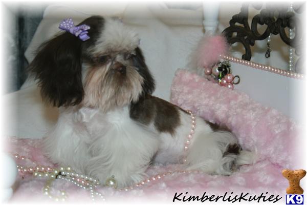 imperial shih tzu san antonio 500 server error imperial shih tzu san antonio 500 server error