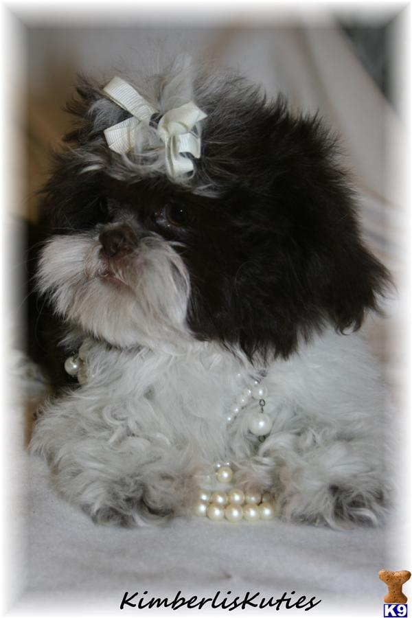 imperial shih tzu san antonio 500 server error imperial shih tzu san antonio 500 server error