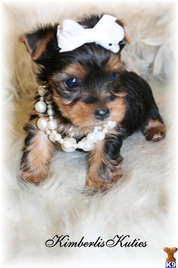 Yorkshire Terrier Puppies in TX