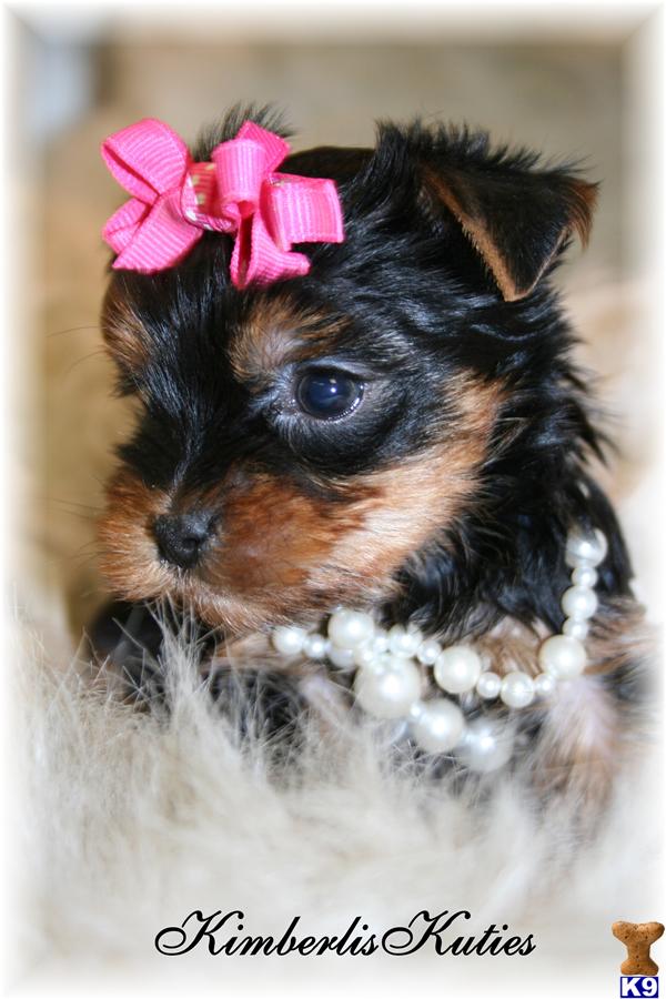 Yorkshire Terrier Puppies in TX